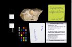 Foto (Objekt + Etikett) von Cycloprosopon complanatiforme (Moericke, 1889)  (NHMW-GEO-1990-0041-2719)